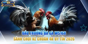 Đấu Trường Đá Gà WS168: Sảnh Chọi Kê Chuẩn 4K Uy Tín 2026