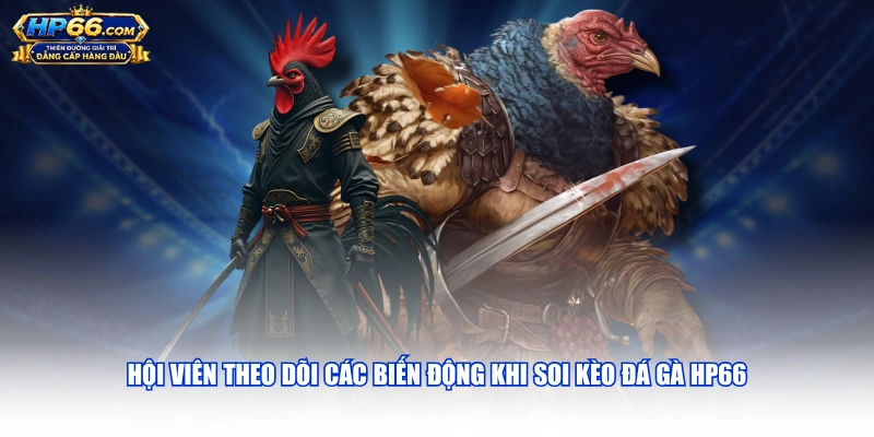 Hội viên theo dõi các biến động khi soi kèo đá gà HP66