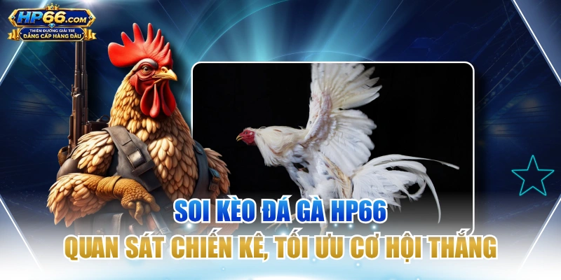 Soi Kèo Đá Gà HP66 | Quan Sát Chiến Kê, Tối Ưu Cơ Hội Thắng