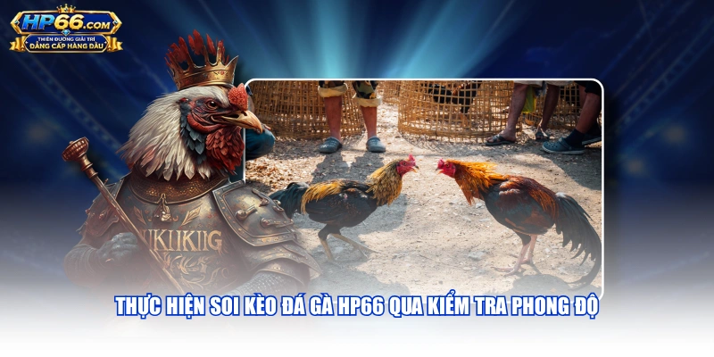 Thực hiện soi kèo đá gà HP66 qua kiểm tra phong độ