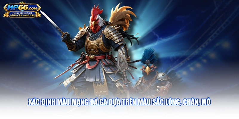 Xác định màu mạng đá gà dựa trên màu sắc lông, chân, mỏ